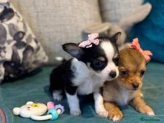 Chihuahua dogs 🐾 ** Long-Haired Chihuahua Puppies–Deer Head🐾 - Advert 8