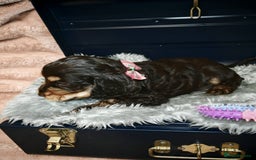 Cocker Spaniel dogs for sale: STUNNING LITTER OF KC SHOW COCKER SPANIEL PUPS!  - Image 19