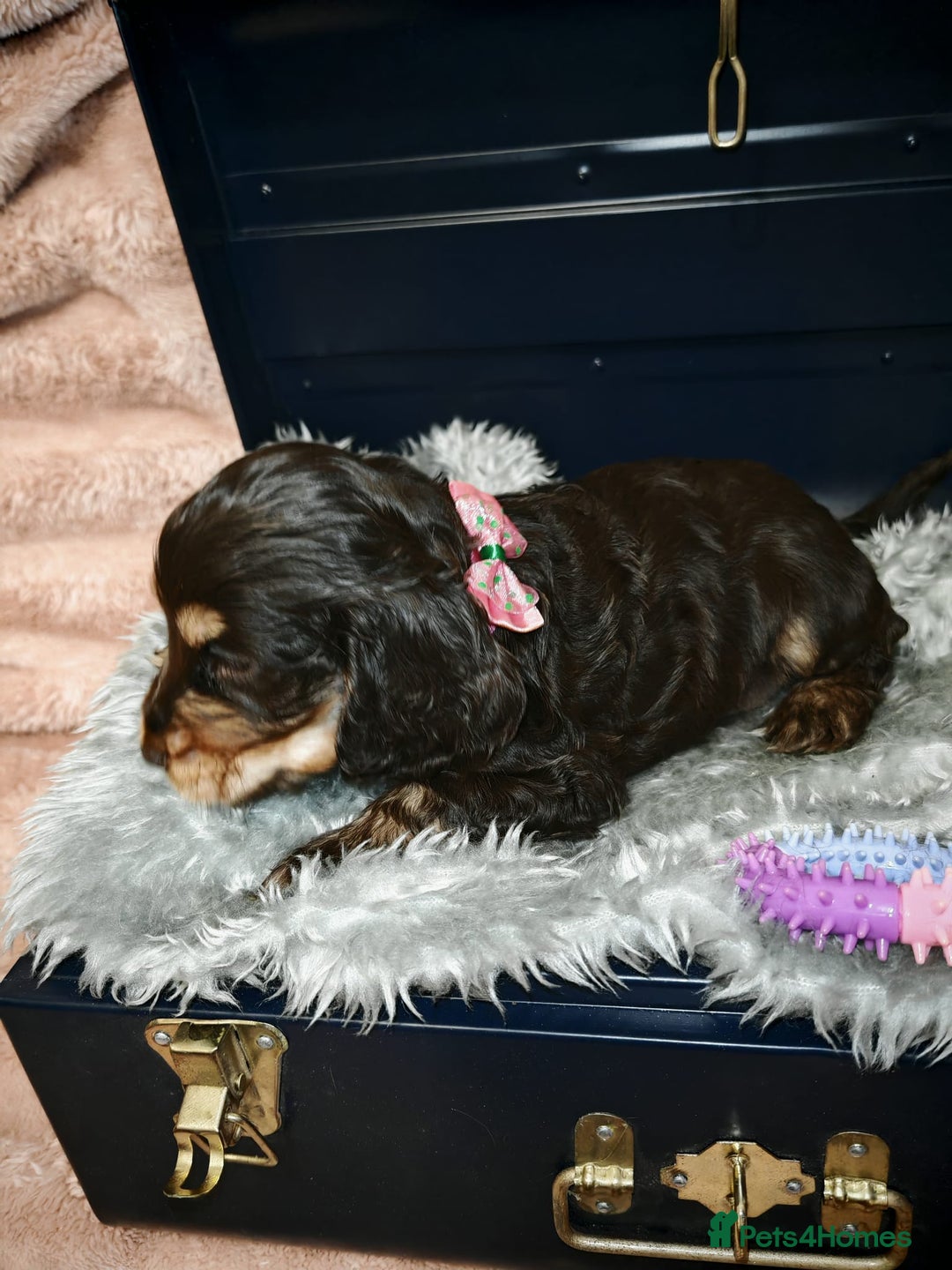 Cocker Spaniel dogs for sale: STUNNING LITTER OF KC SHOW COCKER SPANIEL PUPS!  - Image 19