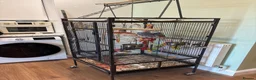 Parrots birds for sale: Cookie in Ipswich - Advert 3