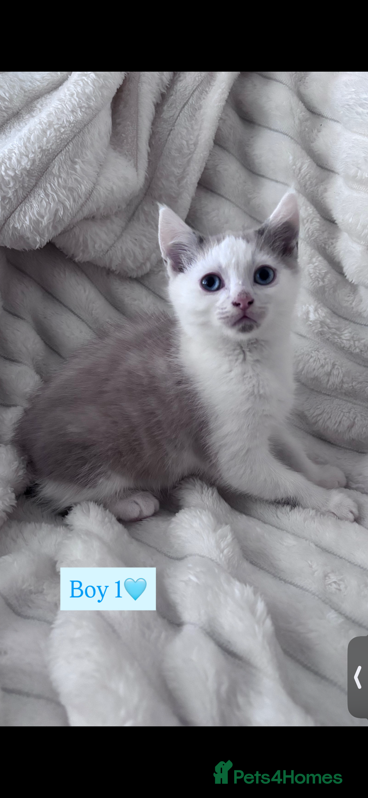 Mixed Breed cats Playful, loving kittens ready for forever home  - Advert 3