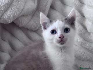 Mixed Breed cats Playful, loving kittens ready for forever home - Advert 2