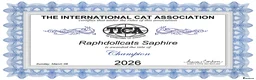 Ragdoll cats for sale: Champion Ragdoll Girl Saphire SHOW-BREED - Advert 3