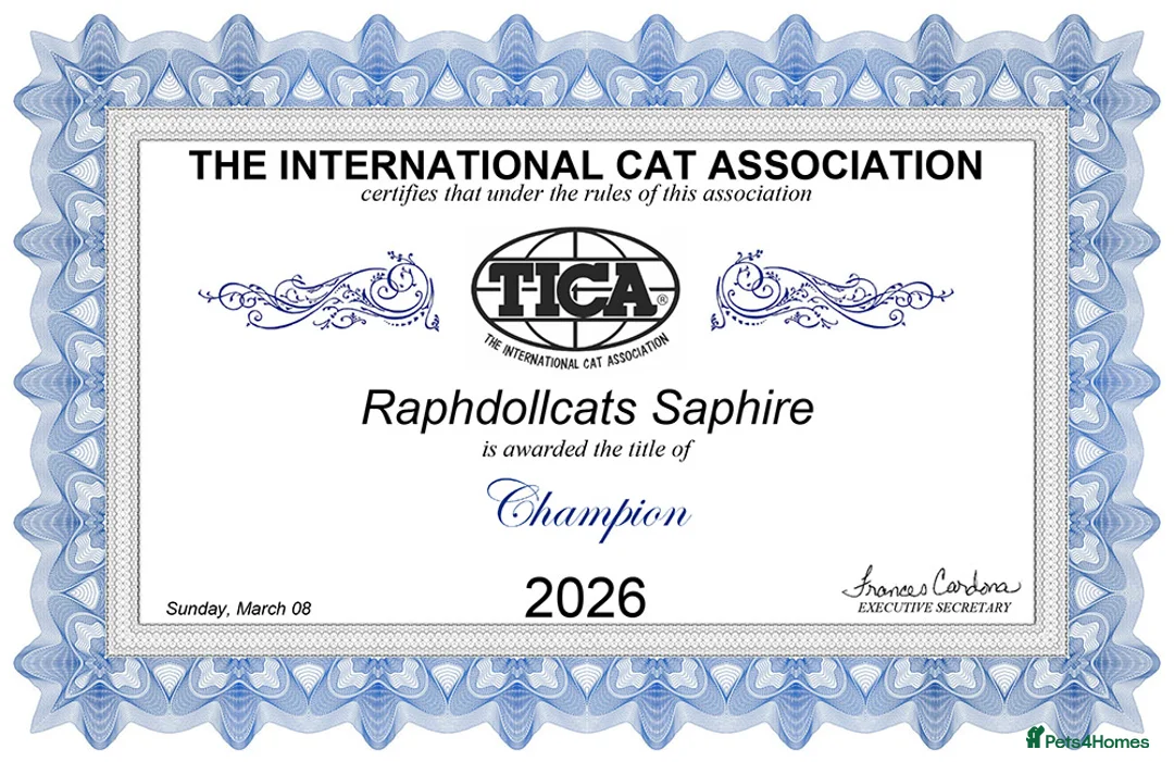 Ragdoll cats for sale: Champion Ragdoll Girl Saphire SHOW-BREED - Advert 3
