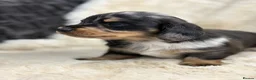 Miniature Dachshund dogs for sale: Stunning mini long haired dachshund puppies - Advert 10