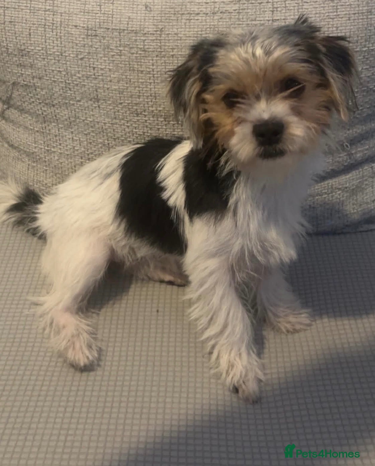 Morkie dogs Nelli  - Advert 1