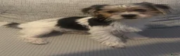 Morkie dogs for sale: Nelli  - Advert 1