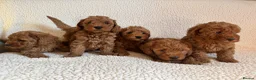 Cockapoo dogs for sale: F1b cockapoo puppies - DNA health test clear  - Advert 15