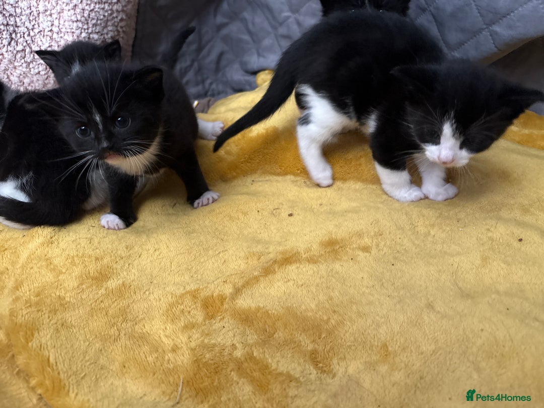 Mixed Breed cats for sale: Tuxedo kittens  - Image 3
