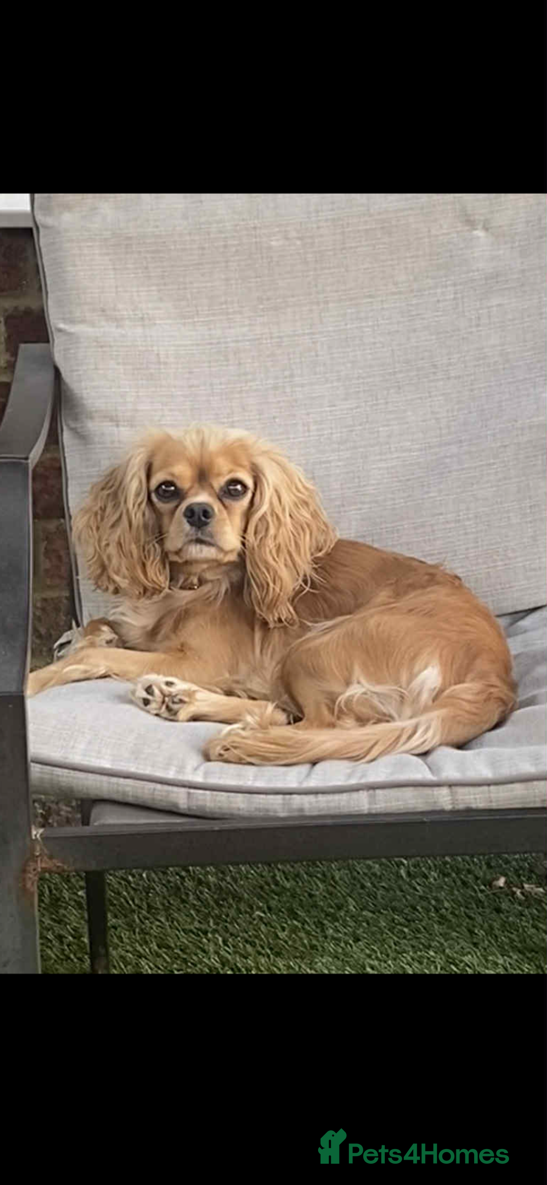 Cavapoo dogs for sale: Beautiful deep red cavapoo boy - Advert 4