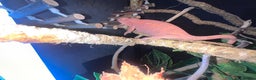 Chameleon reptiles for sale: Super Tame Female Nosy Faly Panther Chameleon - Advert 5