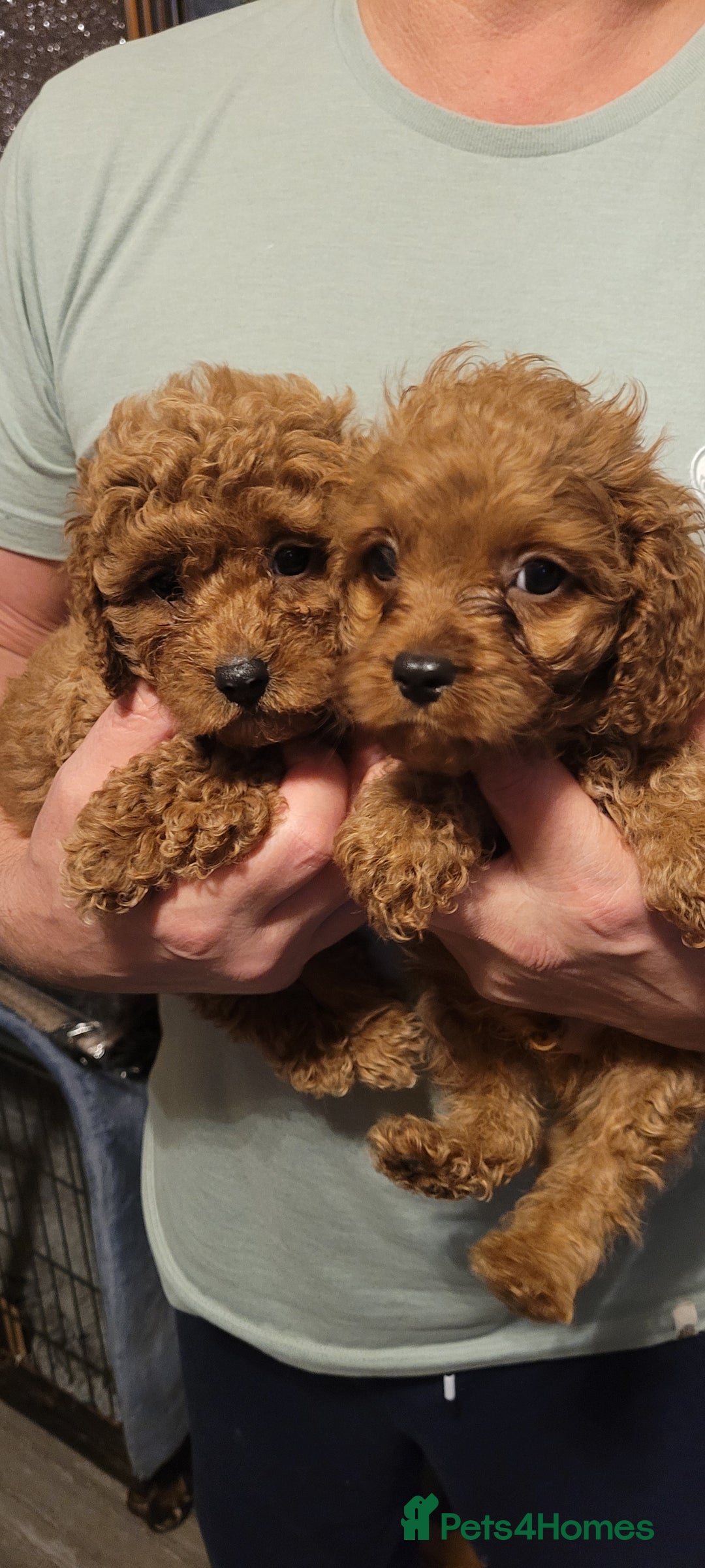 Cavapoo dogs for sale: Cavapoo Puppies - Advert 1