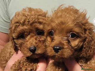 Cavapoo dogs for sale: Cavapoo Puppies - Advert 1