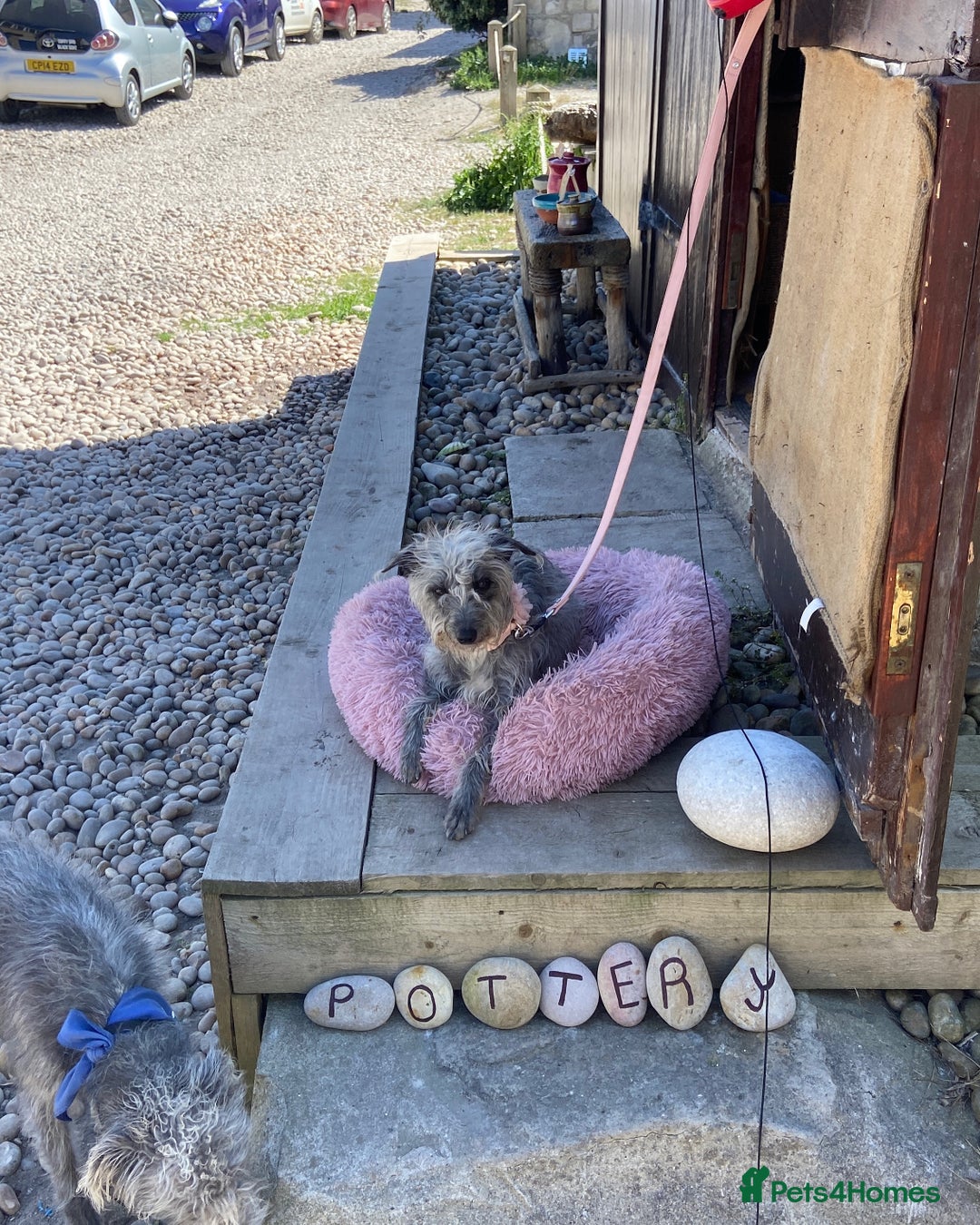 Bedlington Terrier dogs for sale: bedlington cross whippets - Image 10