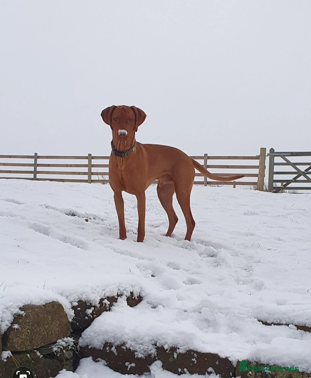 Hungarian Vizsla dogs for sale: 🧡 Hungarian Vizslas. Exceptional pedigrees 🧡 - Advert 15