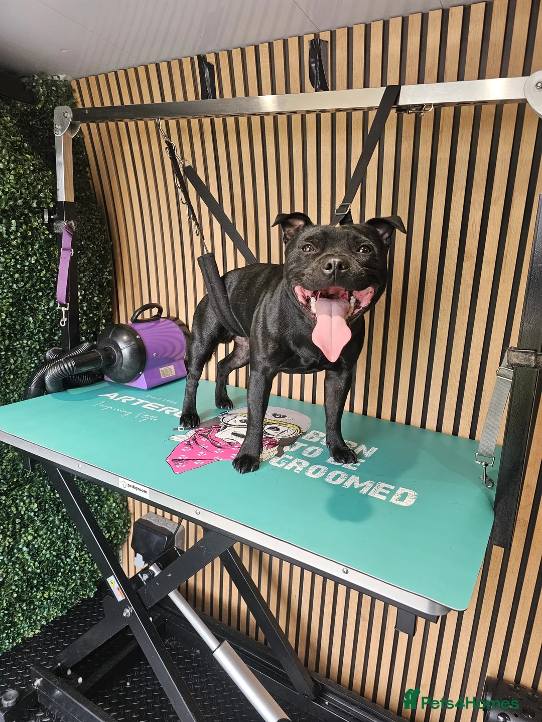 Staffordshire Bull Terrier dogs for sale: Staffordshire bullterrier (LAST 1 ) ready to go - Advert 6