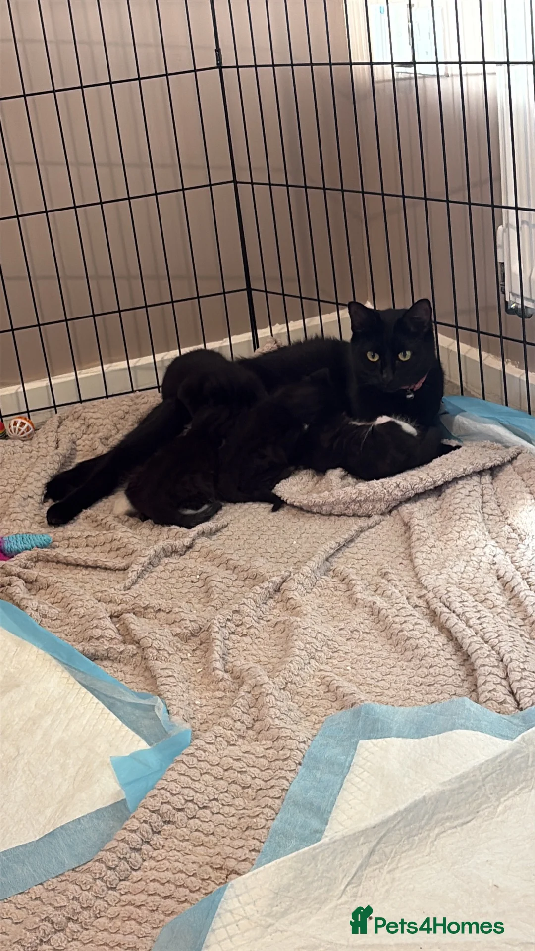 Domestic Shorthair cats for sale: Female kitten  - Advert 1