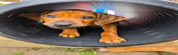 Rhodesian Ridgeback dogs for sale: KC Registered Rhodesian Ridgeback Puppies - Advert 19