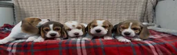 Beagle dogs for sale: BEAUTIFUL (SHOW TYPE) BEAGLE PUPPIES READY NOW - Advert 18