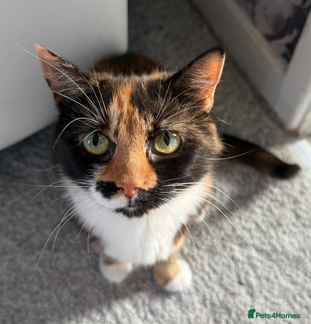 Mixed Breed cats for sale: Kitten - Image 4