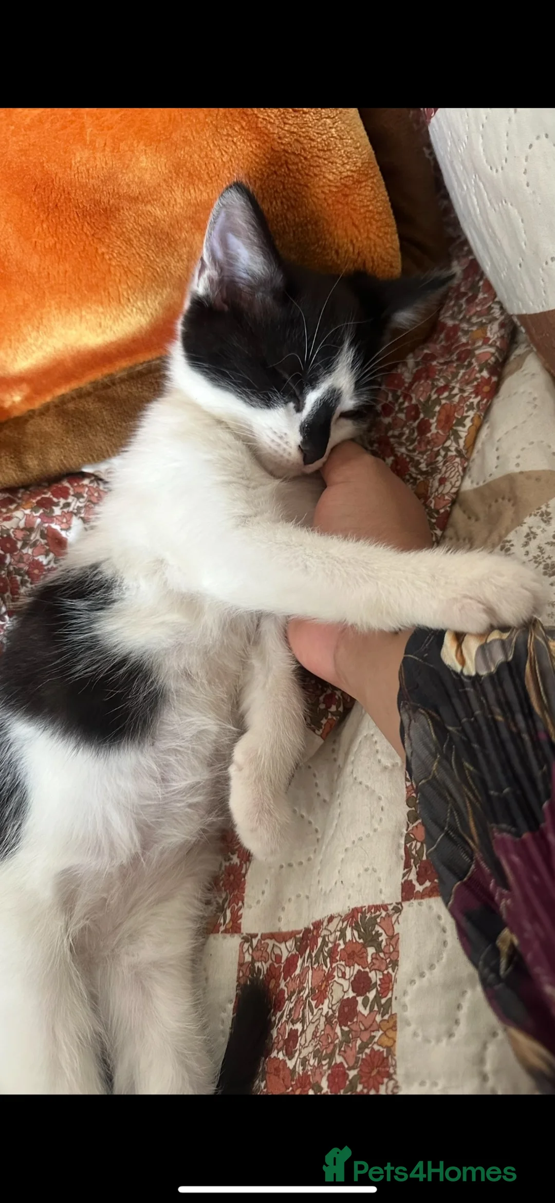 Ragdoll cats for sale: Extremely affectionate kittens for sale - Advert 2