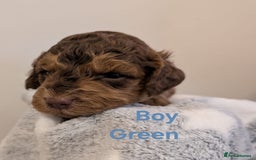 Cockapoo dogs for sale: Beautiful Cockapoo puppies 🐶 😍  - Image 27