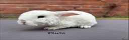 Mini Lop rabbits for sale: Pure Bred Mini Plush Lop  - Advert 2