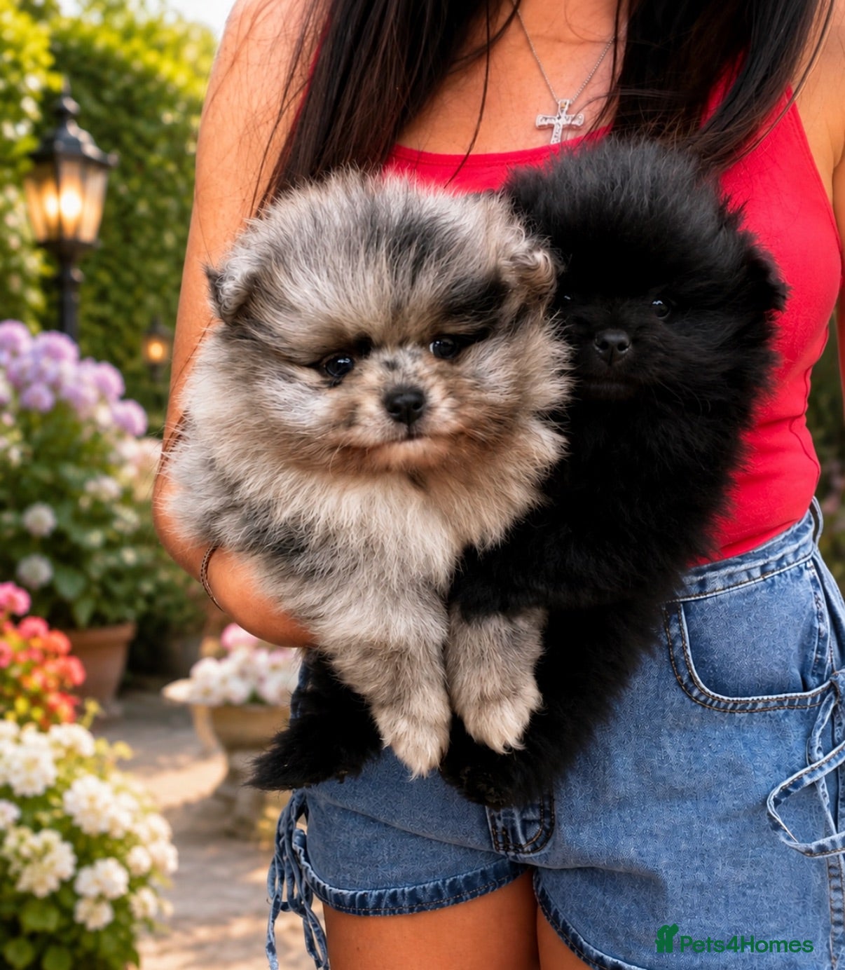 Pomeranian dogs 🧸 TOP QUALITY TEDDY BEAR POMS 🧸 - Advert 14