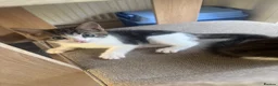 Mixed Breed cats for sale: 3 beautiful kittens ready for homes this weekend  in Liverpool - Advert 6