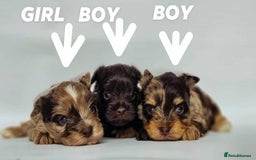 Yorkshire Terrier dogs for sale: Chocolatemerle Yorkie Boy left  - Image 11