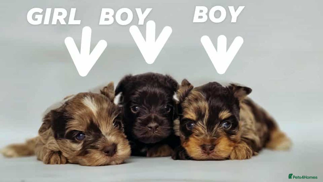 Yorkshire Terrier dogs for sale: Chocolatemerle Yorkie Boy left  - Image 11