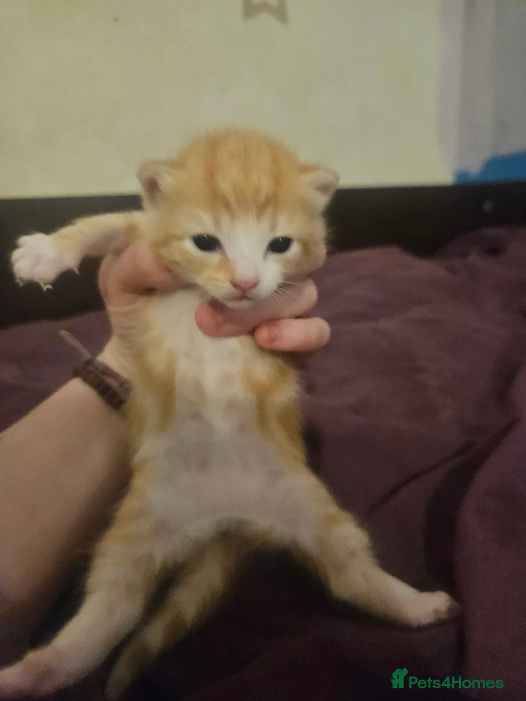 Mixed Breed cats for sale: 3 lovely kittens looking for forver homes in Worcester - Advert 2