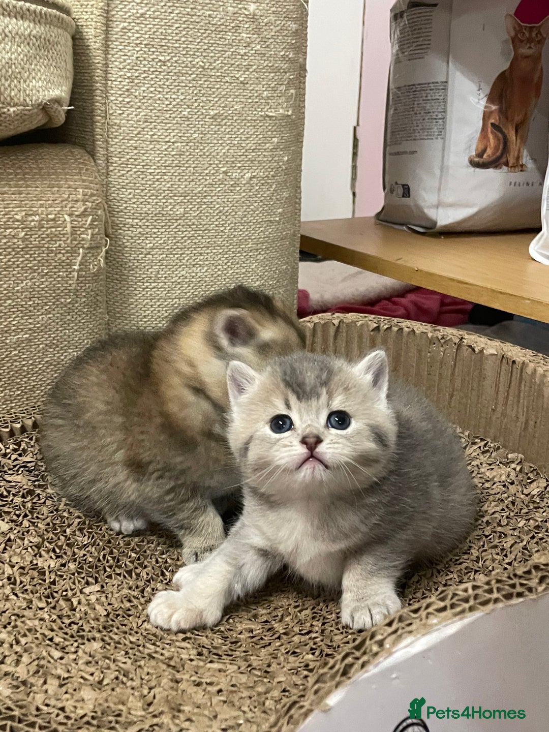 British Shorthair cats for sale: Adorable golden kittens - Advert 15