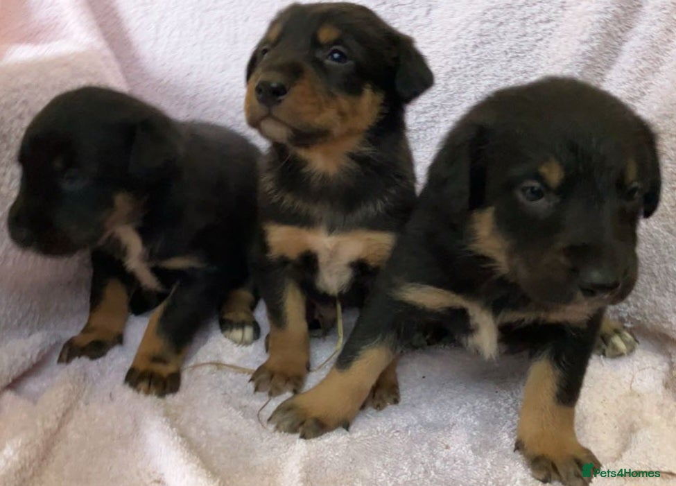 Mixed Breed dogs Huntaway - Advert 17