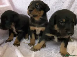 Mixed Breed dogs Huntaway - Advert 17