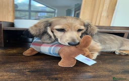 Miniature Dachshund dogs for sale: **KC REG Miniature long haired dachshund puppies** - Image 8