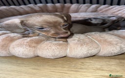 Miniature Dachshund dogs for sale: Miniature Dachshund Puppies - Image 3
