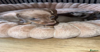 Miniature Dachshund dogs - Advert 2