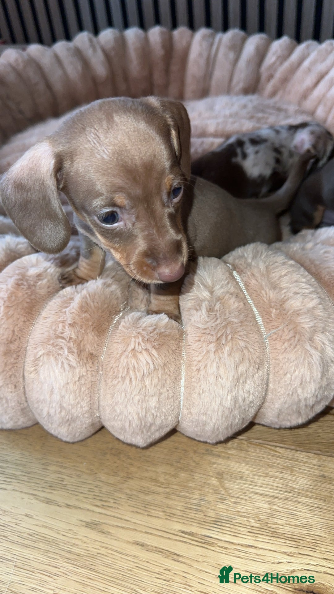 Miniature Dachshund dogs for sale: Miniature Dachshund Puppies - Image 3