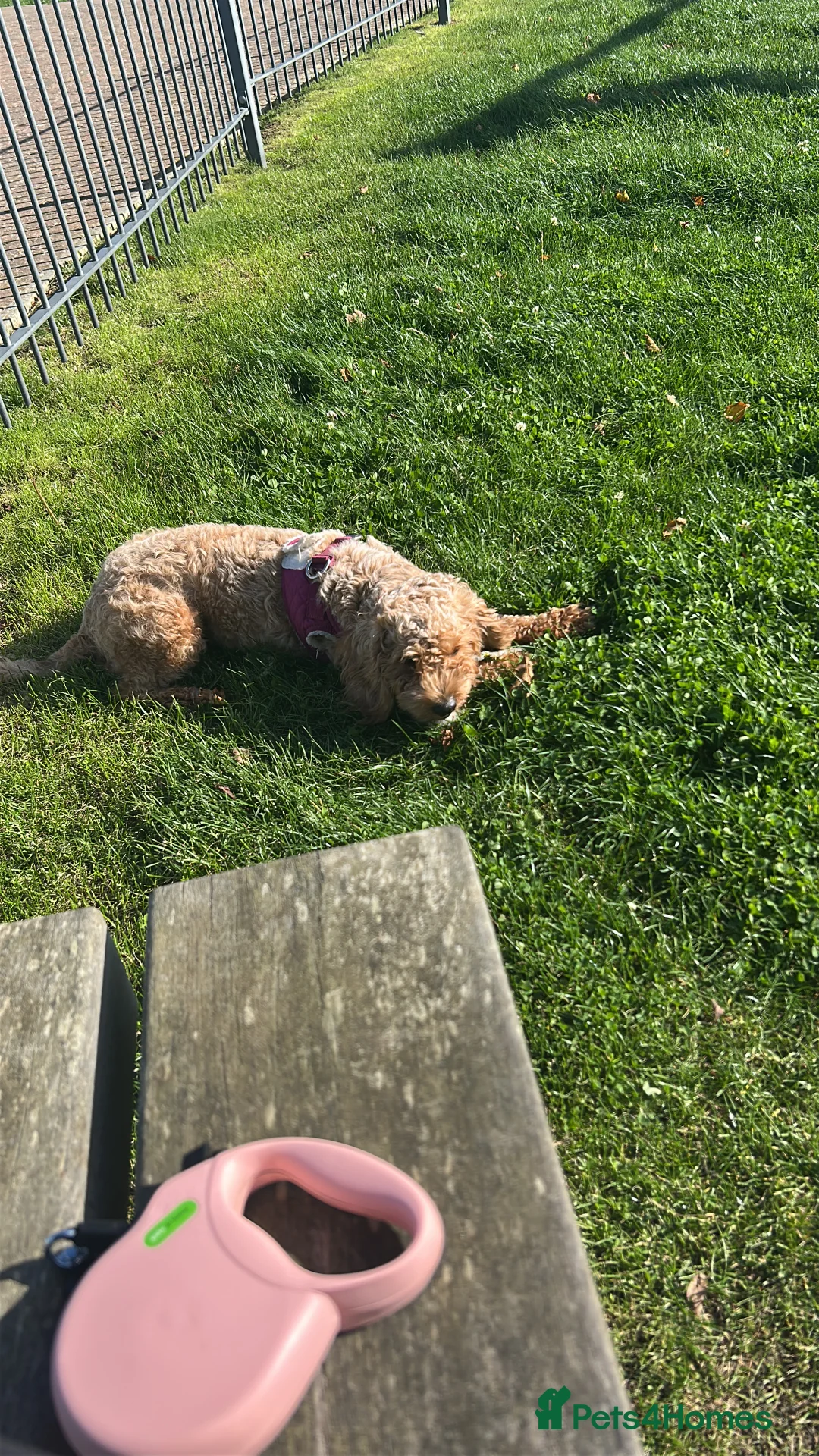 Cavapoo dogs for sale: Gorgeous, Cavapoo Girl for sale  - Advert 11