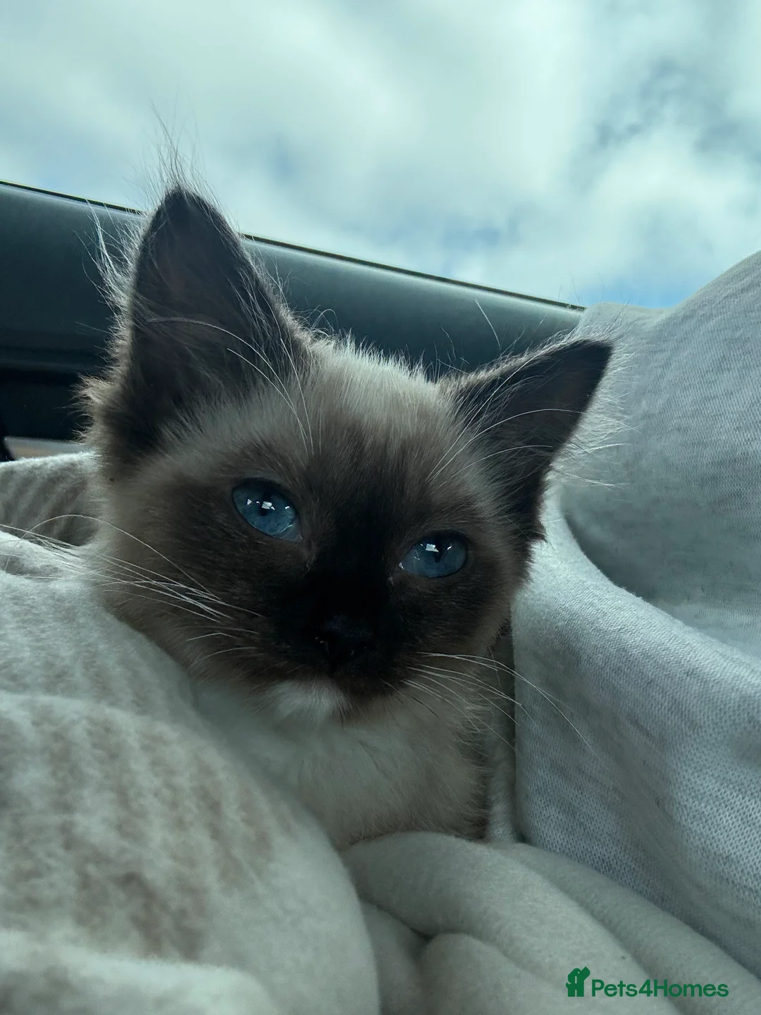 Ragdoll cats for sale: beautiful female ragdoll  - Advert 4