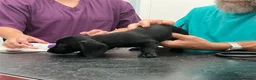 Mixed Breed dogs for sale: Gorgeous cheeky daxi x pups  - Advert 14