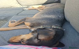 Mixed Breed dogs for adoption: Freya -20 months old, Hound Mix Girl - Image 11
