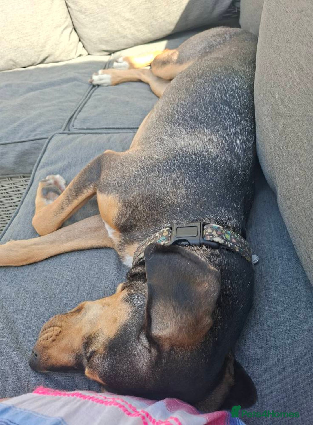 Mixed Breed dogs for adoption: Freya -20 months old, Hound Mix Girl - Image 11