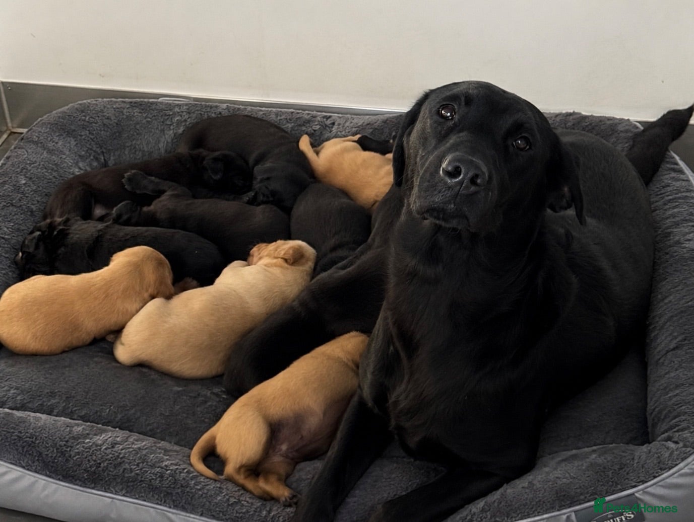 Labrador Retriever dogs KC Labradors, Black & Fox Red  - Advert 2