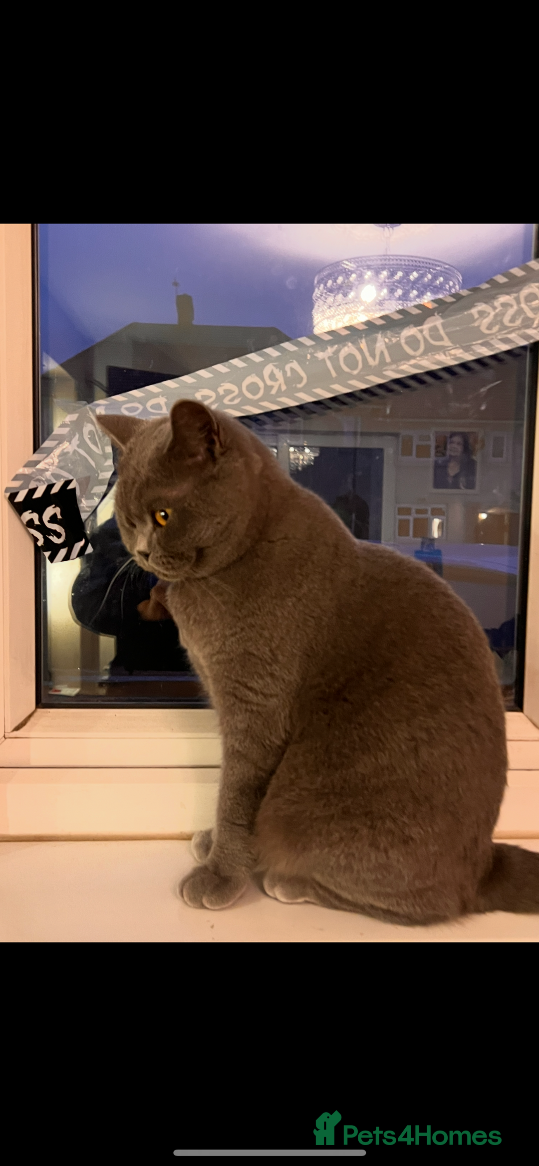 British Shorthair cats for sale: Female  - Advert 1