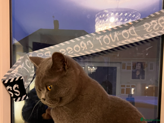 British Shorthair cats for sale: Female - Advert 1