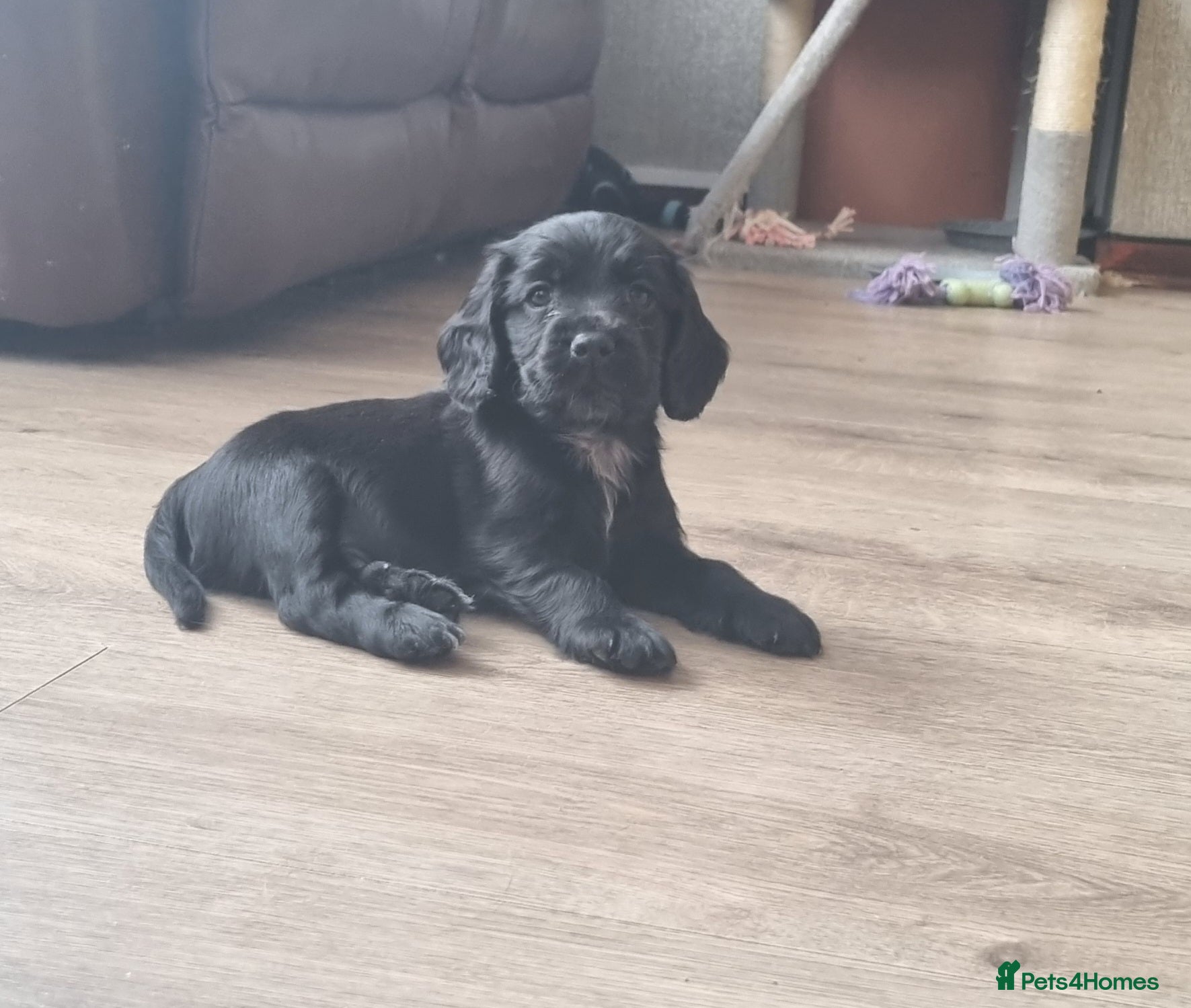 Cocker Spaniel dogs Adorable Cocker Spaniel Puppies for Sale 🐾 - Advert 2