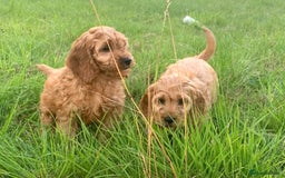 Cavapoo dogs for sale: Cavapoo puppies  - Image 5