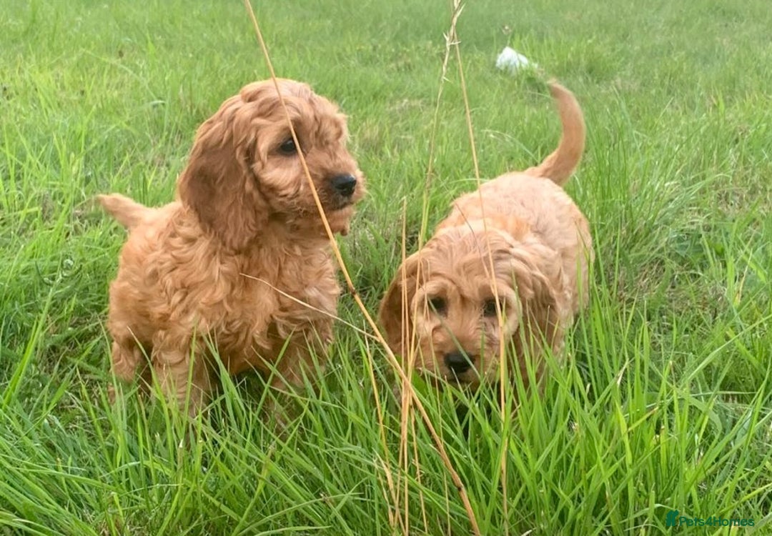Cavapoo dogs for sale: Cavapoo puppies  - Image 5